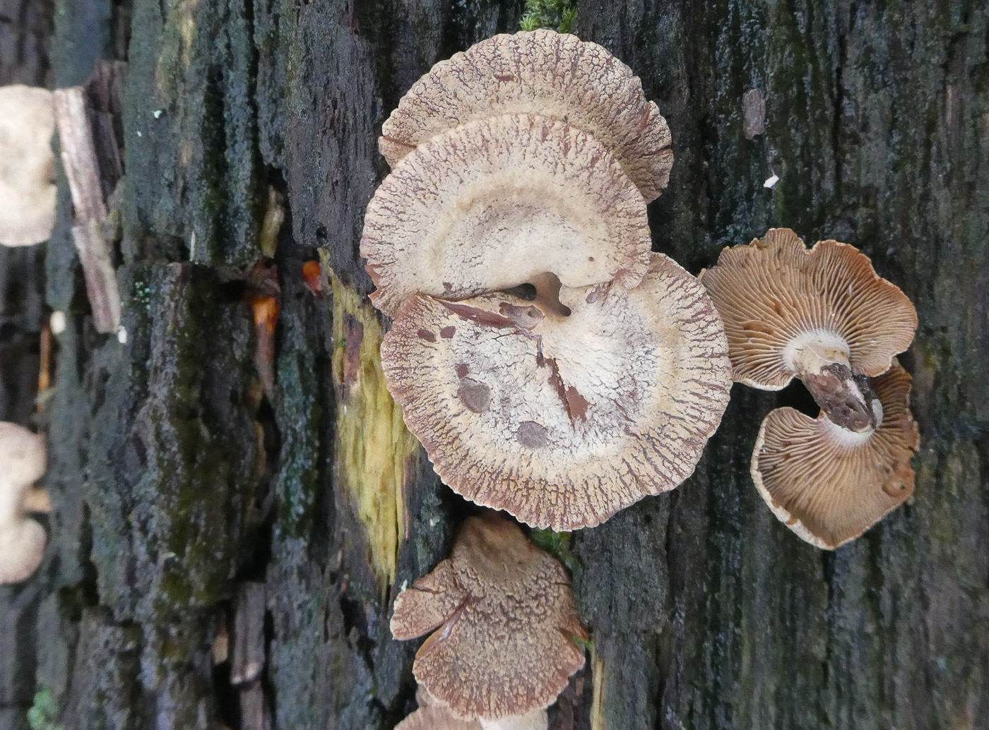 Photo by Jim Wills Panellus stipticus by Jim Wills